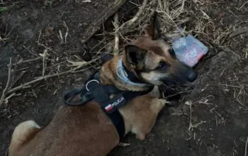 Zatrzymanie 34-latka na Oruni. Ponad 208 porcji narkotyków w walizce (FOTO: canva)