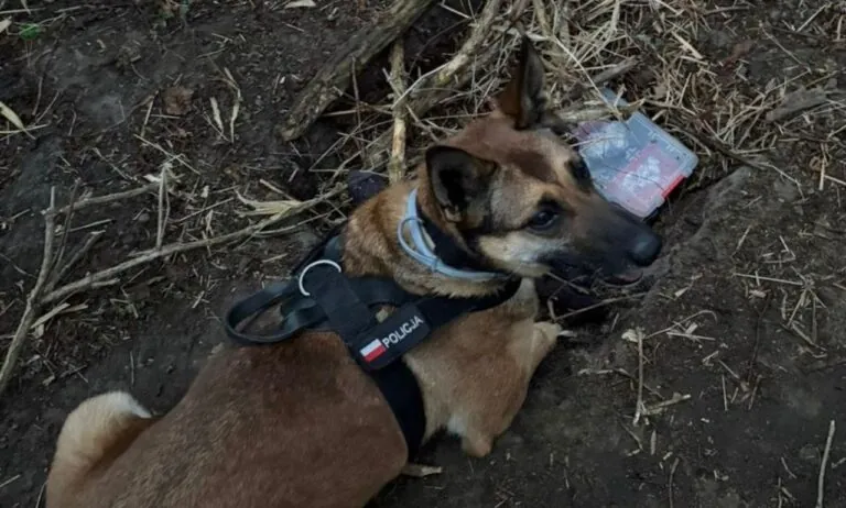 Zatrzymanie 34-latka na Oruni. Ponad 208 porcji narkotyków w walizce (FOTO: canva)