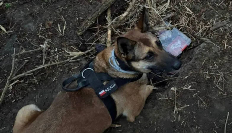Zatrzymanie 34-latka na Oruni. Ponad 208 porcji narkotyków w walizce (FOTO: canva)
