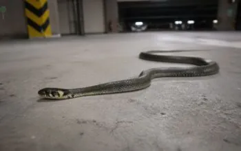 Metrowy wąż w garażu we Wrzeszczu (FOTO: Wbijmaszpile.pl)