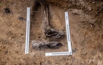 IPN szuka rodziny Pawła Nawrockiego. Odkryto ślady zbrodni Niemców (FOTO: IPN Gdańsk)