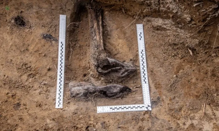 IPN szuka rodziny Pawła Nawrockiego. Odkryto ślady zbrodni Niemców (FOTO: IPN Gdańsk)