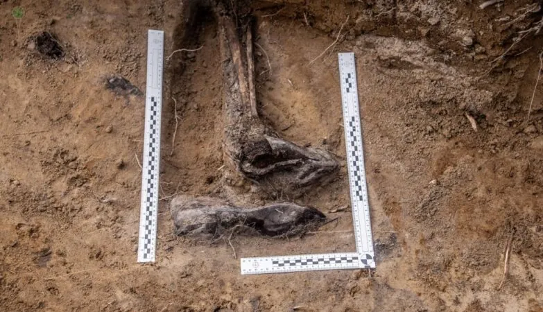 IPN szuka rodziny Pawła Nawrockiego. Odkryto ślady zbrodni Niemców (FOTO: IPN Gdańsk)