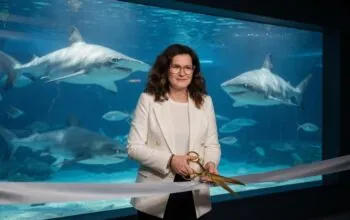 Tak to jest AI. Aleksandra Dulkiewicz obiecała oceanarium i powinna go już otwierać, a nic w sprawie inwestycji się nie dzieje.