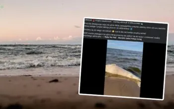 Bałtyk wyrzucił truchło wieloryba na plażę (FOTO: canva/FB)
