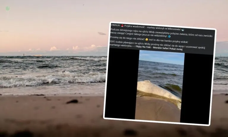 Bałtyk wyrzucił truchło wieloryba na plażę (FOTO: canva/FB)