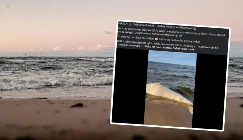 Bałtyk wyrzucił truchło wieloryba na plażę (FOTO: canva/FB)