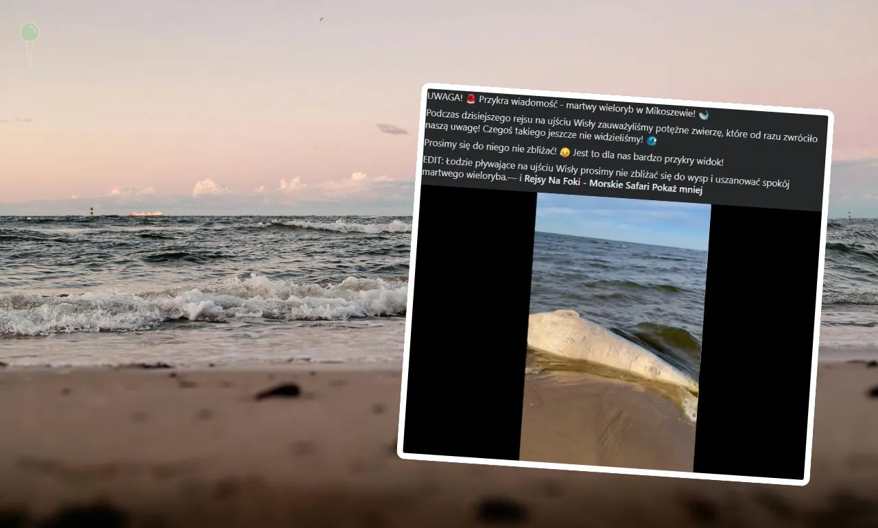 Bałtyk wyrzucił truchło wieloryba na plażę (FOTO: canva/FB)