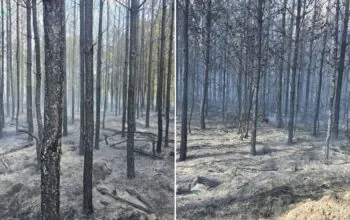 Pożar lasu pod Chojnicami. W akcji 33 zastępy straży (FOTO: KWP PSP Gdańsk)