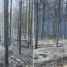 Pożar lasu pod Chojnicami. W akcji 33 zastępy straży (FOTO: KWP PSP Gdańsk)