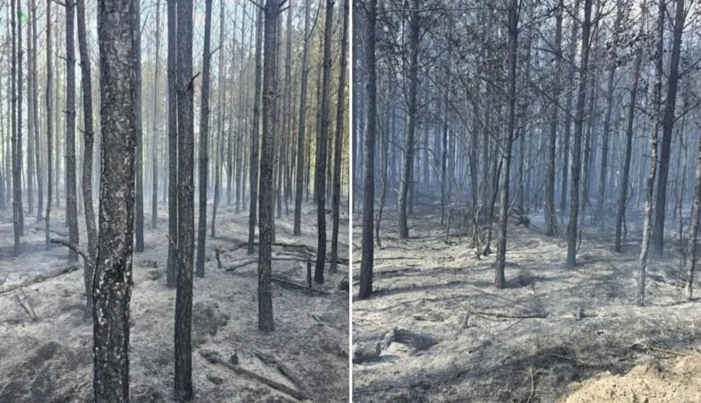 Pożar lasu pod Chojnicami. W akcji 33 zastępy straży (FOTO: KWP PSP Gdańsk)