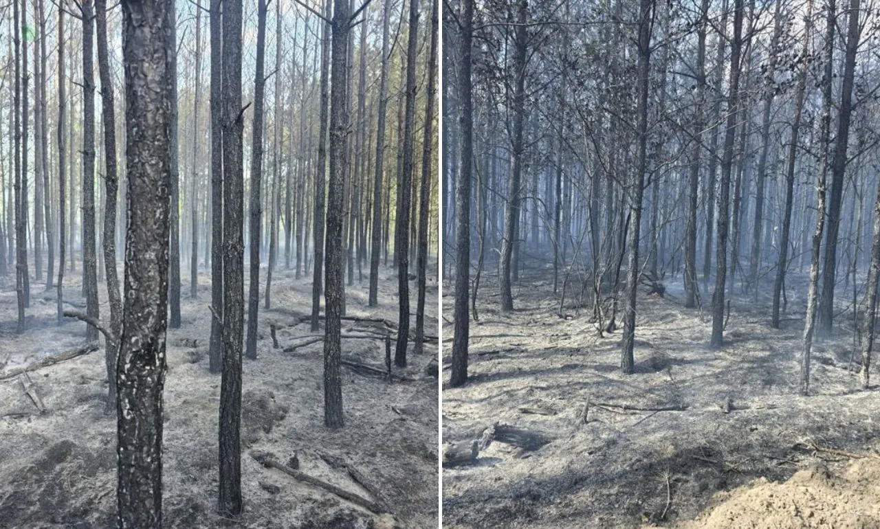 Pożar lasu pod Chojnicami. W akcji 33 zastępy straży (FOTO: KWP PSP Gdańsk)