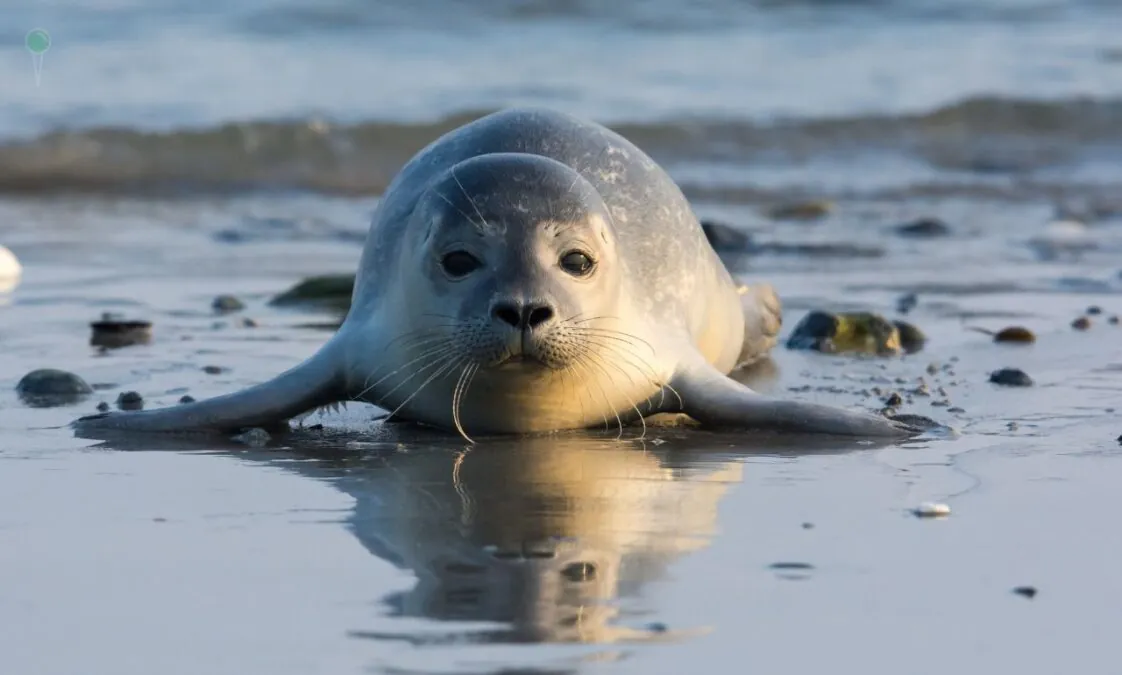 Rejsy na foki stały się hitem wśród turystów, ale w tle jest konflikt (FOTO: canva)