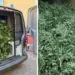 Plantatorzy marihuany w Pszczółkach pod Gdańskiem